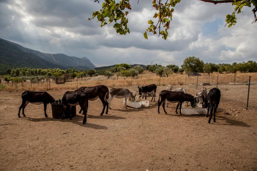 donkeys eating hay from a big bucket and others drinking water from plastic trough outside at 'Gala Onou' farm
